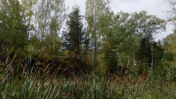 Skogssjön Överväxt Med Vass Med Brant Strand — Stockvideo