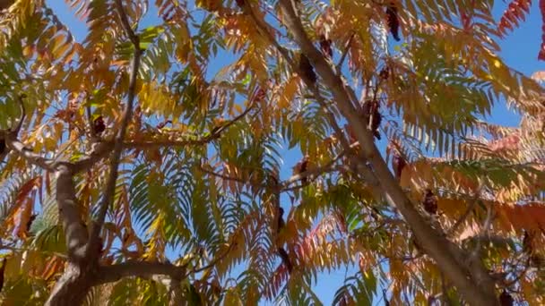 Szumák Ágai Őszi Levelekkel Városi Közkertben — Stock videók