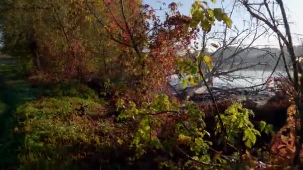 Sonbaharda Devrilmiş Ağaçlarla Sığ Göletin Kıyısında — Stok video