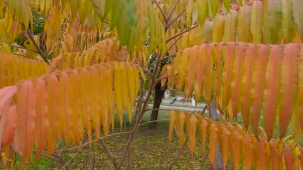 街の庭に秋の葉を持つサマックの小さな木 — ストック動画