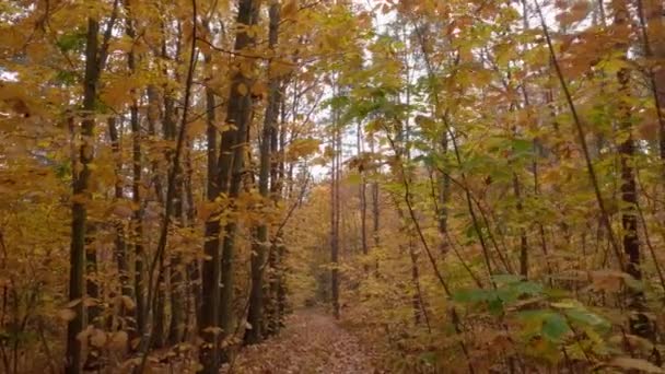 Πτώση Φύλλων Φυλλοβόλα Και Κωνοφόρα Δάση Συννεφιασμένες Καιρικές Συνθήκες — Αρχείο Βίντεο
