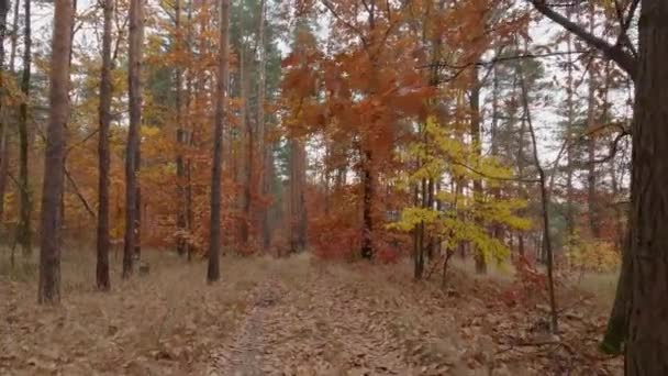 Листяний Сосновий Осінній Ліс Пішохідною Стежкою Похмуру Погоду — стокове відео