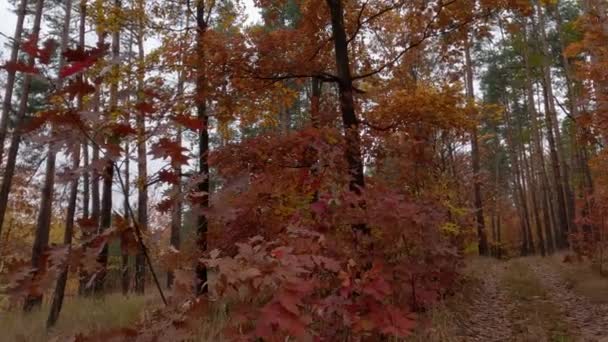 曇りの天候で歩道と落葉や松の秋の森 — ストック動画
