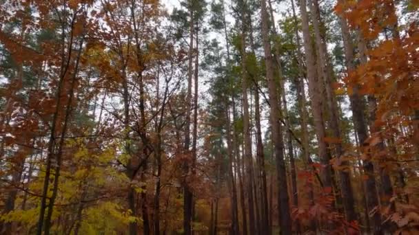 Yaprak Döken Çam Ağacı Olan Bir Sonbahar Ormanı Hava Bulutlu — Stok video