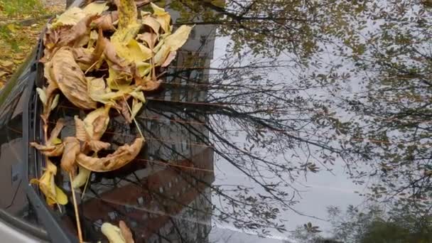 Arabanın Arka Camının Sileceğine Düşmüş Yapraklar — Stok video