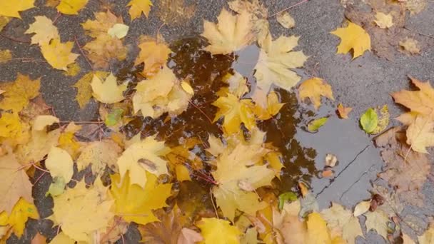Folhas Bordo Molhadas Caídas Poça Outono Dia Nublado — Vídeo de Stock