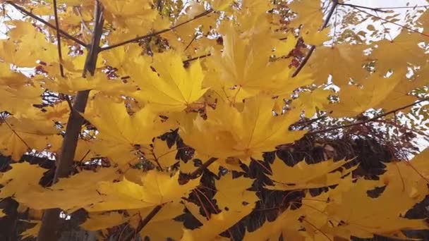 바람부는 날씨에 단풍나무 가지들 — 비디오