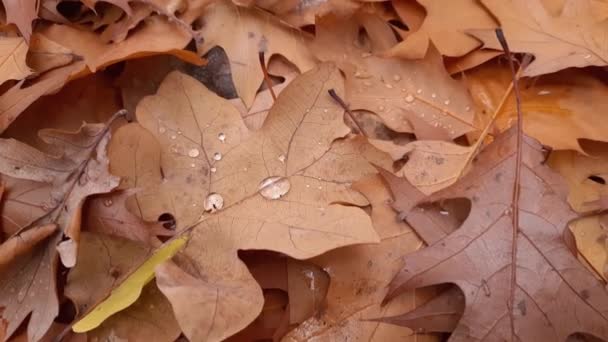 Umgestürzte Eichenblätter Mit Wassertropfen Auf Dem Boden Bedeckt — Stockvideo