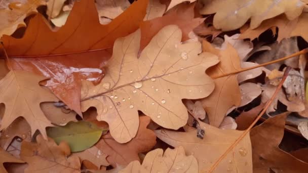 落下来的橡树叶被地上的水滴覆盖着 — 图库视频影像