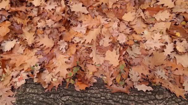 Umgestürzte Eichenblätter Mit Wassertropfen Bedeckt Neben Eichenstamm — Stockvideo