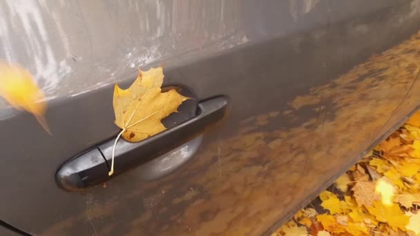 紅葉の間に車のドアハンドルに付着したカエデの葉 — ストック動画