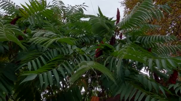 의대중 정원에 수마트라의 가지들 — 비디오
