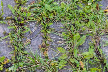 Eski tuğlalarla döşenmiş yamanın çatlaklarında kısmen kuru çimenler, bulutlu sonbahar sabahlarında üst manzara.