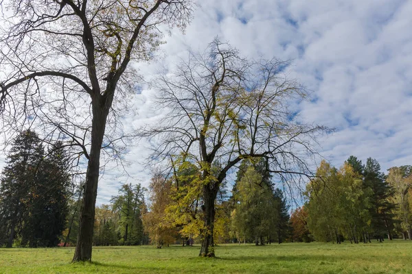 秋の公園には雲が立ち 大きな空に向かって2本の古い落葉樹が生えています — ストック写真