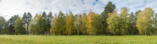 Olika Gamla Löv Och Barrträd Växer Längst Den Stora Gläntan — Stockfoto