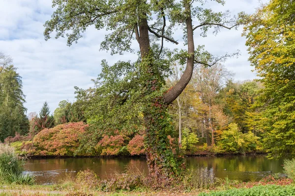 Stare Drzewo Liściaste Pniem Porośniętym Pełzającymi Winogronami Brzegu Jeziora Chmurami — Zdjęcie stockowe