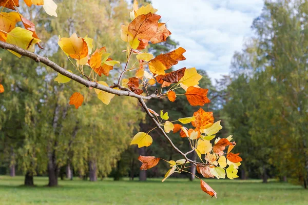 種のチューリップの木の枝公園内の他の木の背景に明るい秋の葉を持つリオデンドロンチューリップ — ストック写真