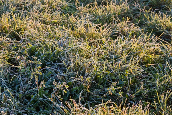 Fragment Der Mit Verschiedenem Gras Bewachsenen Wiese Mit Raureif Bedeckt — Stockfoto