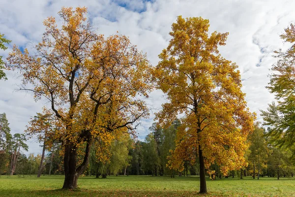 2本の古いチューリップの木明るい秋の葉が公園の大きな芝生の端に成長するリオデンドロンチューリップ — ストック写真