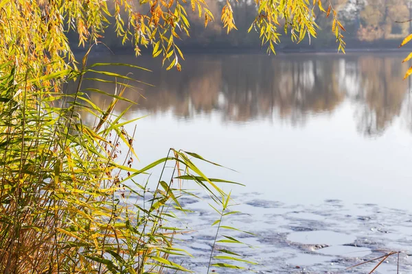 나뭇잎이 갈대와 버드나무 가지들 아침에 연못의 전경에 — 스톡 사진