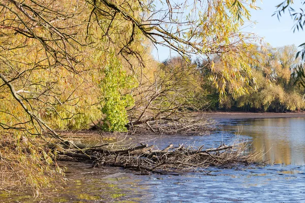 手付かずの池の岸に生えている古い柳と落ちた乾燥した木は 晴れた秋の朝に露出した底にあります — ストック写真
