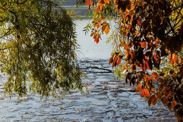 秋の葉を持つ柳や乙女のブドウの枝は 日当たりの良い朝のバックライトで浅い池の露出底の上にぶら下がっている — ストック写真
