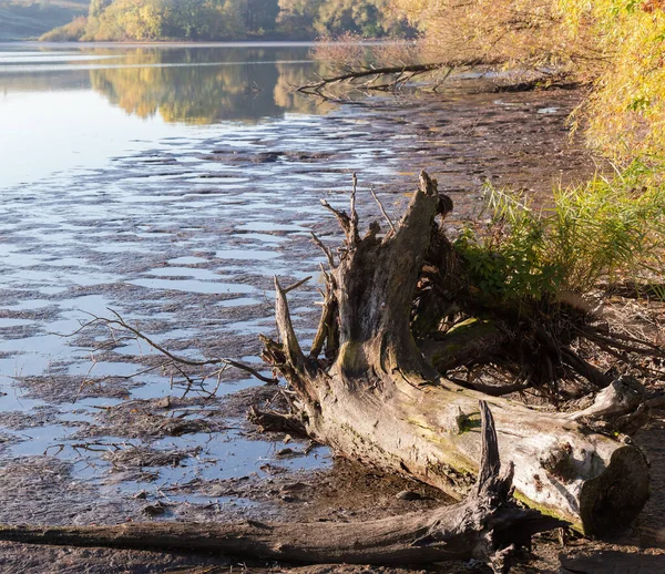 Engeller Düşen Kuru Ağaçlar Güneşli Bir Sonbahar Sabahında Sakin Suyla — Stok fotoğraf