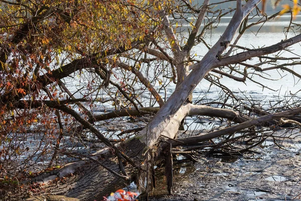 Kurumuş Ağaçlar Güneşli Bir Sonbahar Sabahında Sakin Suyla Sığ Göletin — Stok fotoğraf