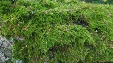 Eski huş ağacının gövdesinde yeşil yosun var.