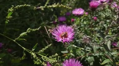 Sivri yaprakları ve arısı olan mor çiçek.