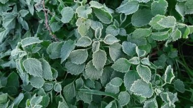 Beyaz, ölü, ısırgan otlarının üst görünümü, kırağı kaplamış.