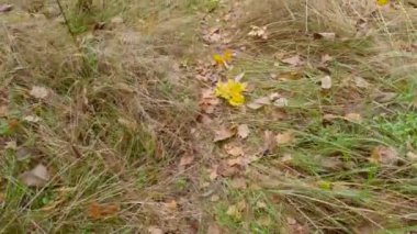 Hava bulutluyken kısmen kuru orman çimeni kaplar.