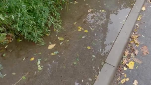 Acera Asfalto Con Charcos Agua Lluvia Junto Hierba Alta — Vídeos de Stock