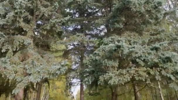 Ветви Стволы Голубых Елок Осеннем Парке — стоковое видео