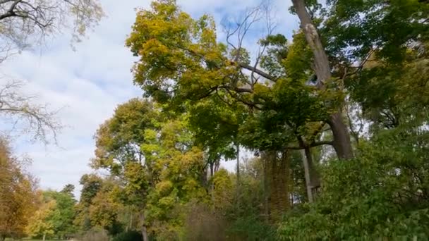 Sonbahar Parkında Patikanın Yanındaki Yüksek Yapraklı Ağaçlar — Stok video