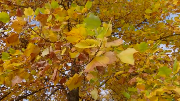Ветка Тюльпана Осенними Листьями Других Ветвях — стоковое видео
