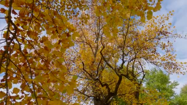Ветви Тюльпанов Осенними Листьями Парке — стоковое видео