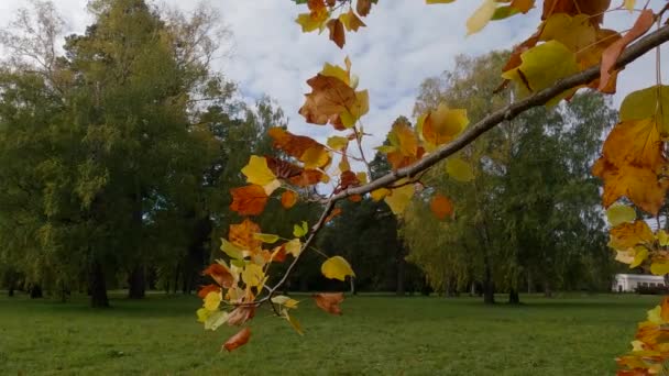Ветка Тюльпана Осенними Листьями Против Других Деревьев — стоковое видео