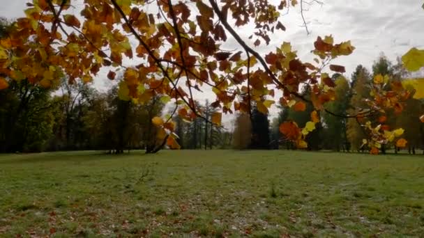 Ветки Тюльпана Осенними Листьями Большой Поляне Подсветкой — стоковое видео