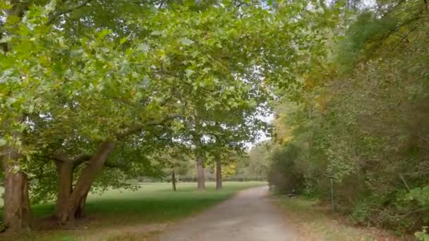 Распространение Старой Платаны Краю Поляны Осеннем Парке — стоковое видео