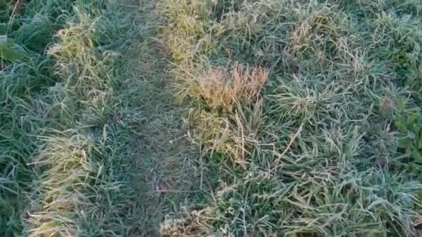 Path Trodden Grass Covered Hoarfrost Sunrise — Stock Video