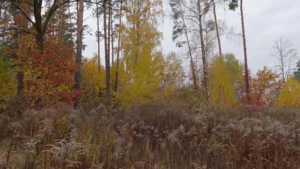 森林边缘的落叶树和松树与多云的天空相映衬 — 图库视频影像