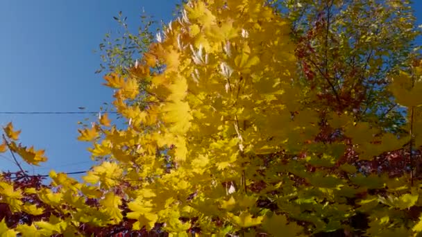 단풍나무 꼭대기에 나뭇잎 나무에 단풍나무 — 비디오