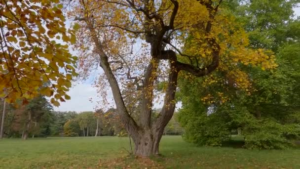 Два Старых Тюльпановых Дерева Осенними Листьями Парке — стоковое видео