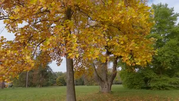 Старый Тюльпан Осенними Листьями Фоне Неба Парке — стоковое видео