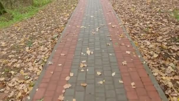 公园里铺有落叶的铺路板的山脚 — 图库视频影像