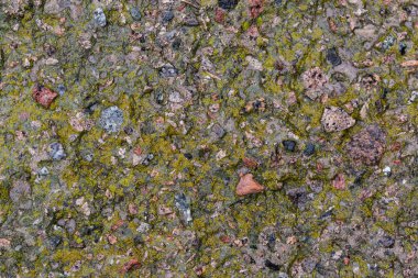 Eski ıslak beton yamanın bir kısmı kısmen yosunlarla kaplıydı. Yağmurlu ve bulutlu havalarda, üst taraf yakın çekim.