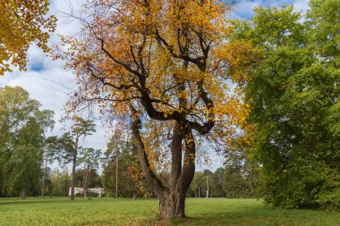 Yaşlı lale ağacı Liriodendron tulipifera Parktaki büyük bir çimenlikte büyüyen parlak sonbahar yapraklarıyla