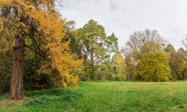 Uçlarında farklı ağaçlar olan büyük bir açıklık ve bulutlu bir havada sonbahar parkında ön planda eski bir tarla kuşu.