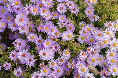 Çiçek tarlasının bir parçası. Çiçek açan açık mor kasımpatılar. Sonbahar günü, bulutlu bir günde.